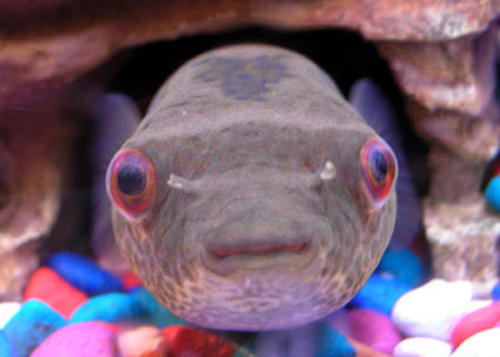 Name:  blowfish1.jpg
Views: 1019
Size:  145.7 KB