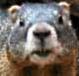 SilverSquirrel's Avatar